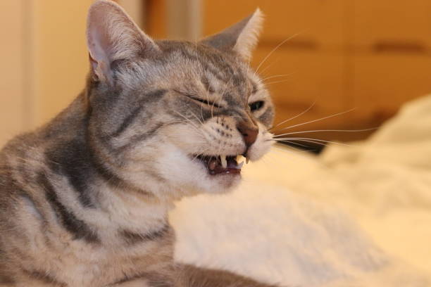 istock American shorthair cat with clenched teeth. 1262188381