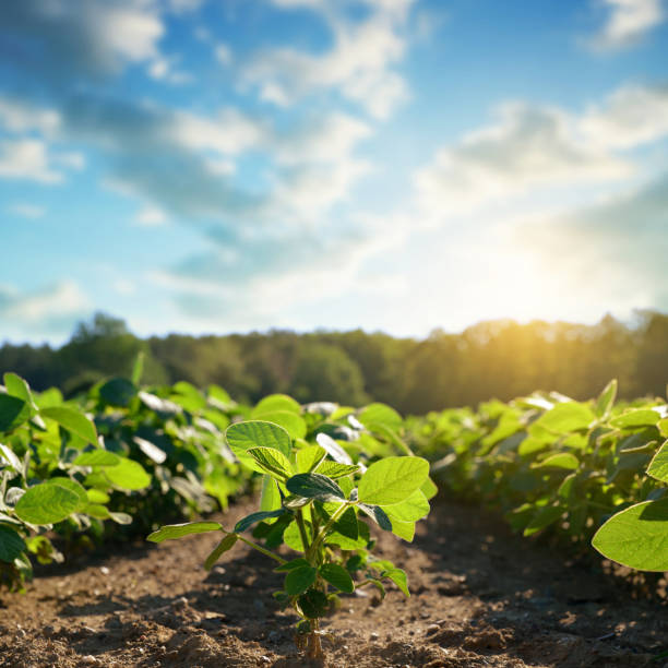 istock Soy plantation at sunset. 1262189605