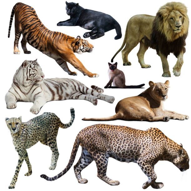 istock Set of various feline species isolated on white background 1262189656