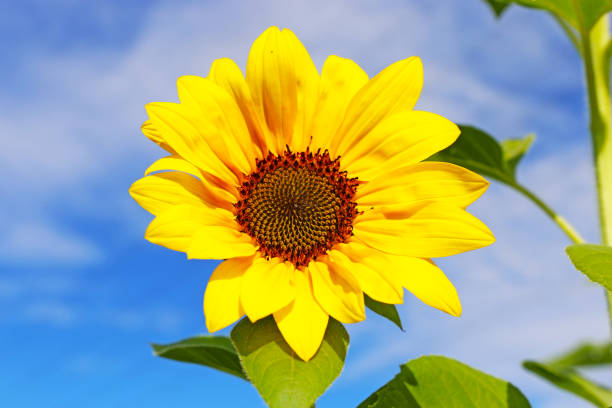 istock Close up of a sunflower (Helianthus annuus) 1262192724