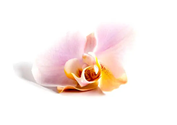 Elegant pink orchid (Phalaenopsis orchid flower), isolated on a  background