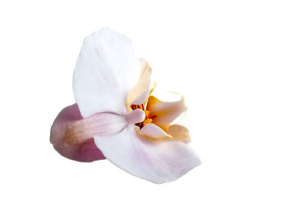 Elegant pink orchid (Phalaenopsis orchid flower), isolated on a  background