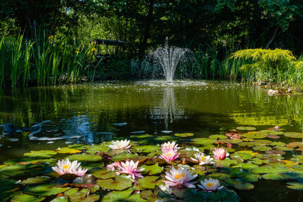 étang magique de jardin avec des nénuphars et des lotuses en fleurs. il y a une belle fontaine en cascade dans l’étang. les evergreens et les plantes aquatiques se reflètent dans l’eau. ambiance de détente et de repos. - pond water lily water drop photos et images de collection