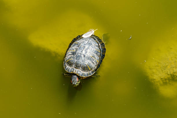 Turtle swimming