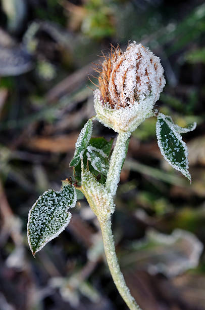 Withered Flor - fotografia de stock