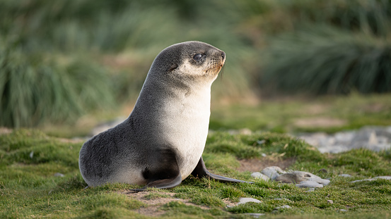 Baby Fur Seal Stock Photo - Download Image Now - Antarctica, Seal - Animal,  Animal - iStock