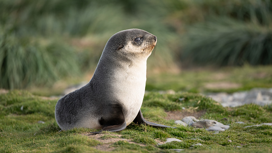 Baby Fur Seal Stock Photo - Download Image Now - Antarctica, Seal - Animal, Animal - iStock Baby Fur Seal Stock Photo - Download Image Now - Antarctica, Seal - Animal, Animal - iStock