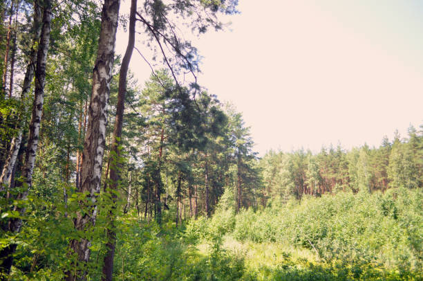 Wild green forest. Forest landscape with trees, mushrooms.