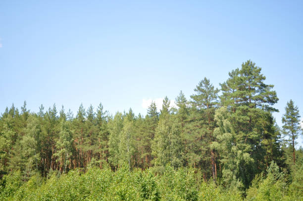 istock Wild green forest. Forest landscape with trees, mushrooms. 1262197485