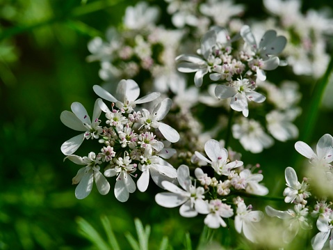 Thymus. Thyme flowers on a blurred background. SOFT OPTICAL EFFECT (lens)