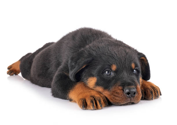 istock puppy rottweiler 1262197580