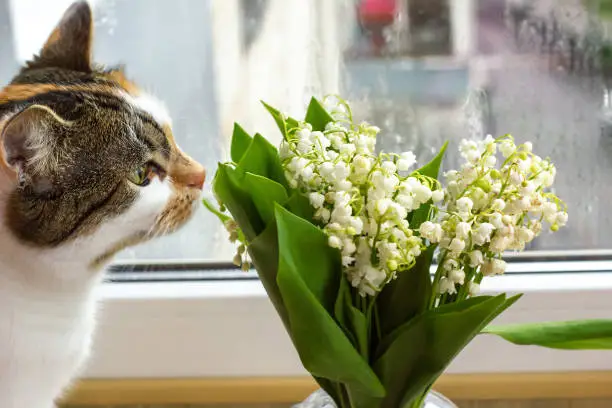 Calico cat sniffs bouquet of white Convallaria flowers in glass vase. Lily of the valley and cute kitty, selective focus