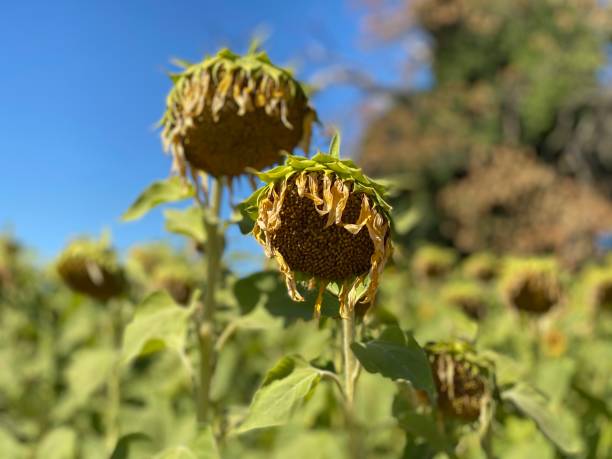 istock Sunflowers resting in the sun 1262198756