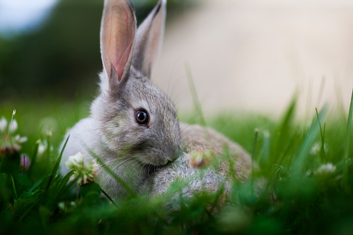 Grey-white rabbit is sittin on the grass in forest.