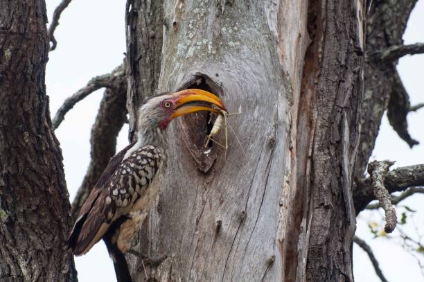 Southern yellow billed hornbill brought food back to nest Male hornbill brought insect back to his female that is closed up in nest in tree bee eater photos stock pictures, royalty-free photos & images