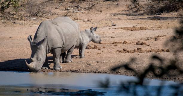 istock White Rhino and calf at waterhole 1262199797
