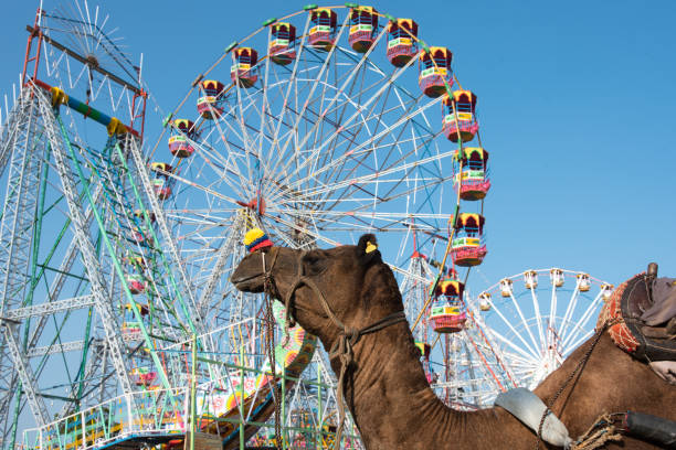 пушкарская ярмарка - camel fair стоковые фото и изображения