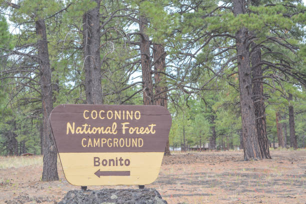 kuvapankkikuvat ja rojaltivapaat kuvat aiheesta coconino national forest campground -kyltti pohjois-arizonan mäntymetsässä - coconino national forest