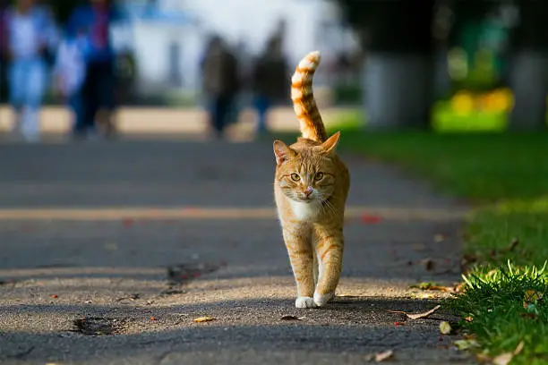 Photo of Orange cat in the road