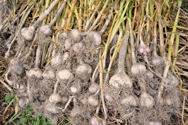 istock Freshly harvested garlic in the garden 1262205606