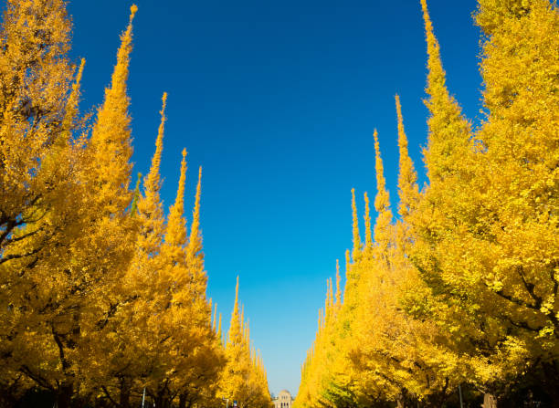 widok ginkgo w tokio. - ginkgo tree ginkgo tree japan zdjęcia i obrazy z banku zdjęć