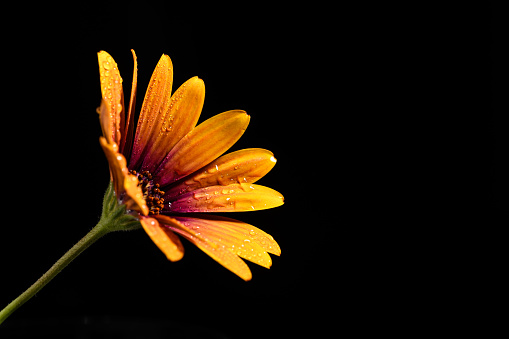 Daisy flower isolated on a black background