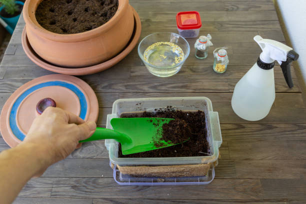 istock Man Hand Mixing Soil in Pot 1262218173