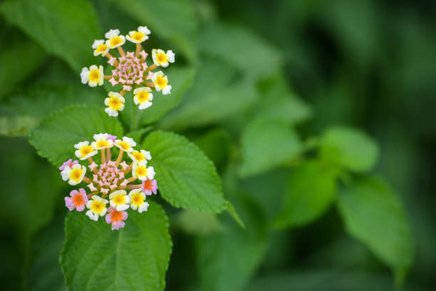 istock Lantana camara flowers 1262218216