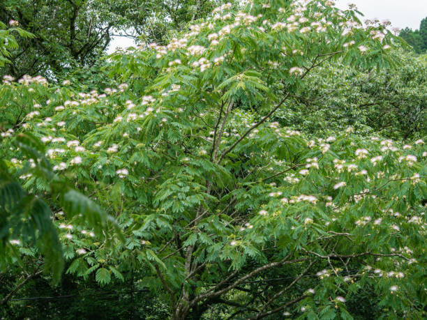 Albizia julibrissin, the Persian silk tree or pink silk tree, is a species of tree in the family Fabaceae, native to southwestern and eastern Asia. Albizia julibrissin, the Persian silk tree or pink silk tree, is a species of tree in the family Fabaceae, native to southwestern and eastern Asia. miyazaki prefecture stock pictures, royalty-free photos & images