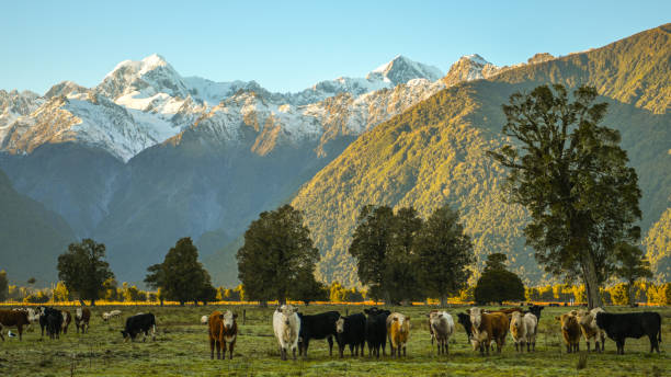 istock Early morning in Fox glacier 1262227257