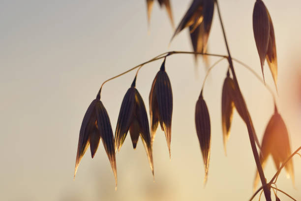 Oats field close up at sunset. Agricultural background.