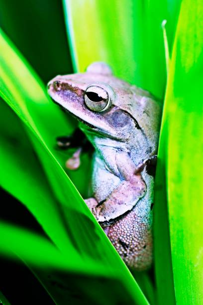 istock Tree frog with big stomach resting on green leaves. 1262230956