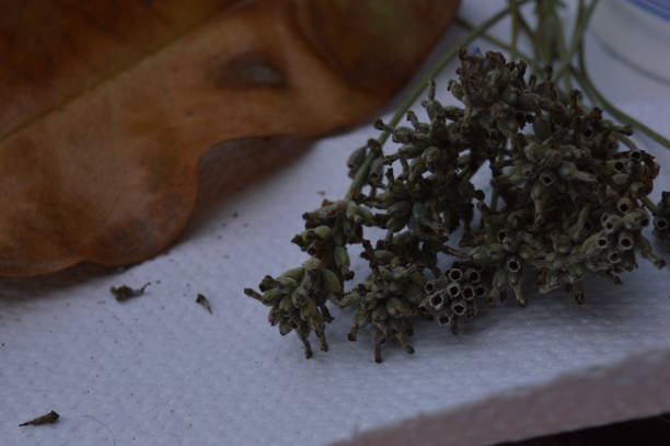 istock dried lavender isolated on the marble table 1262231544