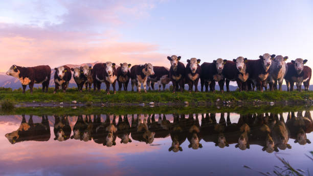 kuvapankkikuvat ja rojaltivapaat kuvat aiheesta sarvipäinen herefordin karja - westland national park