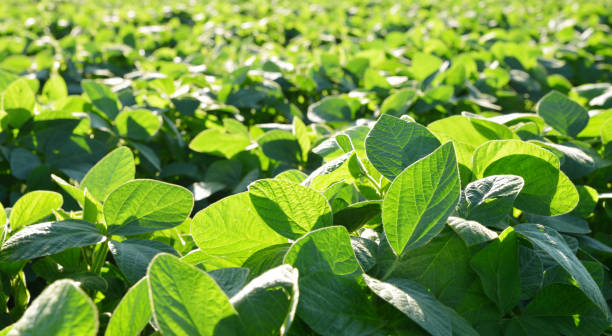 istock Soy plantation as background. 1262235303