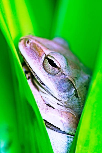 istock Tree frog hiding in green leaves. 1262237487