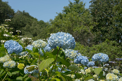 Hydrangea serrata 'Bluebird is a Deciduous Hydrangea