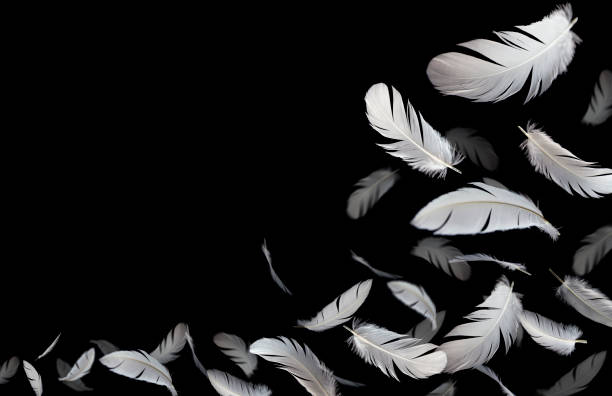 istock Group of a white feathers bird floating in the dark. 1262247926