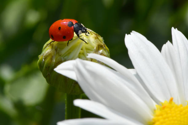 istock Ladybird on daisy. Image about summer  and flowers. High resolution photo. Selective focus. 1262248159