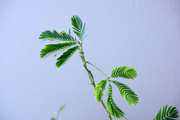 Leaves Sensitive plant on wall background, Mimosa invisa