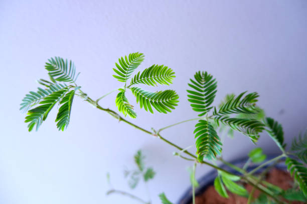 istock Leaves Sensitive plant on wall background, Mimosa invisa 1262248851