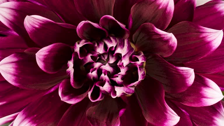 Flower blooming time lapse