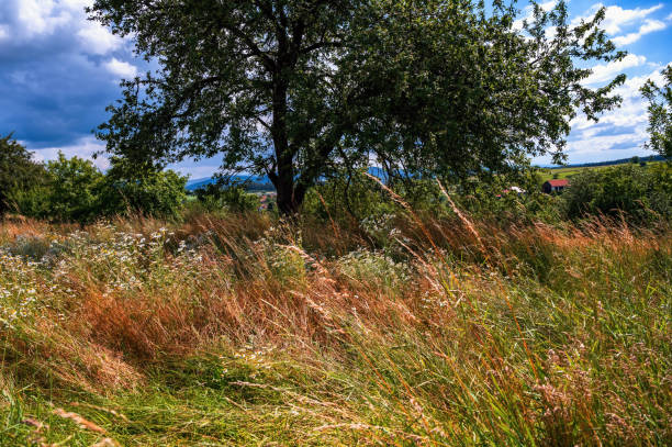 istock Rural meadow with high grass and tree. 1262249127