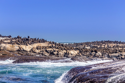 Duiker Island or Duikereiland, also known as Seal Island, located off Hout Bay near Cape Town South Africa.
