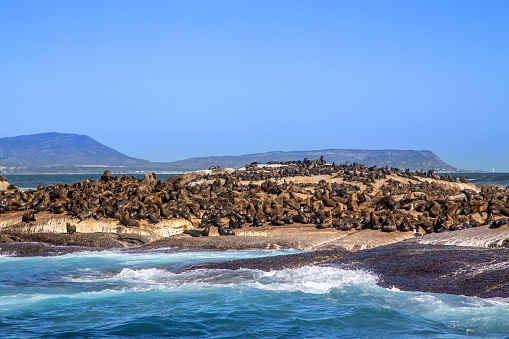 Duiker Island or Duikereiland, also known as Seal Island, located off Hout Bay near Cape Town South Africa.
