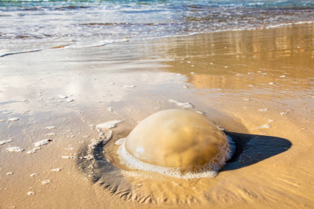 Close up of a large Jelly Fish on the beach of Fish Hoek, Cape Town, South Africa