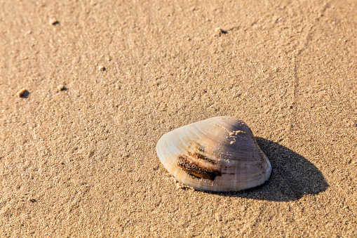 Close up of a clam washed away on the beach in Fish Hoek, Cape Town South Africa