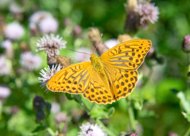 Kaisermantel, Silberstrich, Silver-Washed Fritillary Butterfly (Argynnis Paphia) pollinating a Thistle in Nature. Nikon D850. Converted from RAW.