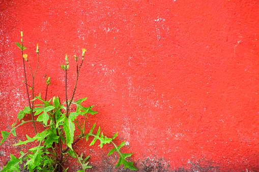Concrete wall painted red and uncultivated weed and yellow flowers. close-up. Urban roadside. Galicia, Spain.  Image suitable for backgrounds purposes. Copy space on the upper side of the image.