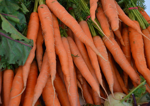 istock Fresh carrots harvested from the field 1262259057